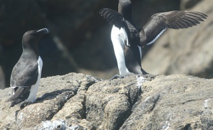 Ces pingouins-là sont tranquilles, sur l'île Rouzic, en Bretagne.