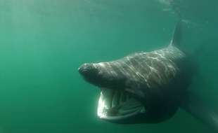 Adam, requin pèlerin observé au large de la Bretagne en mai 2016.
