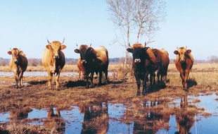 Les vaches marines ont été chassées du Médoc après la guerre alors que le reboisement s'organisait.