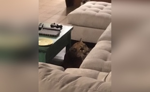 puma tue par une femme puma tue par une femme