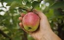 La technique d’écussonnage à réaliser en août pour des poiriers et pommiers robustes : multipliez vos fruitiers et augmentez vos récoltes dès l’été prochain