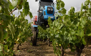 La grande majorité de la récolte s'effectue à l'aide d'une machine à vendanger.
