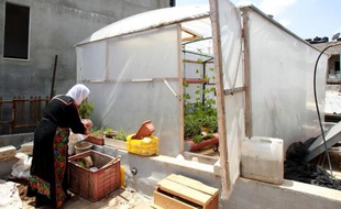 Une Palestinienne du camp de Dheicheh près de Bethléem en Territoires palestiniens cultive son jardin sur le toit, le 12 mai 2015