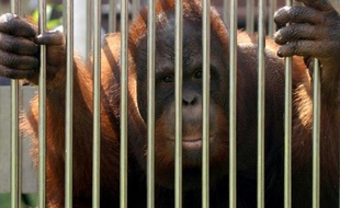 Un orang-outan en cage à Jakarta le 10 décembre 2009
