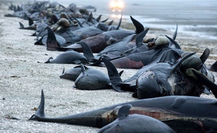 Environ 200 baleines-pilotes se sont échouées samedi 11 février 2017 sur des hauts-fonds à Farewell Spit (Nouvelle-Zélande).