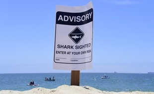 Un panneau alertant de la présence de requin sur la plage de Long Beach en Californie, le 16 mai 2017.