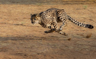 Illustration d'un guépard.