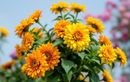 C’est le moment idéal pour planter cette fleur star de l’automne qui vous fera oublier la grisaille de la rentrée