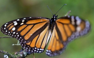 Un papillon monarque dans une forêt à Temascaltepec, le 12 novembre 2015 au Mexique