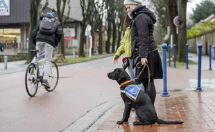 Joke, un chien guide pour aveugle, s'apprête à traverser la rue à Roncq, dans le Nord, le 17 décembre 2014