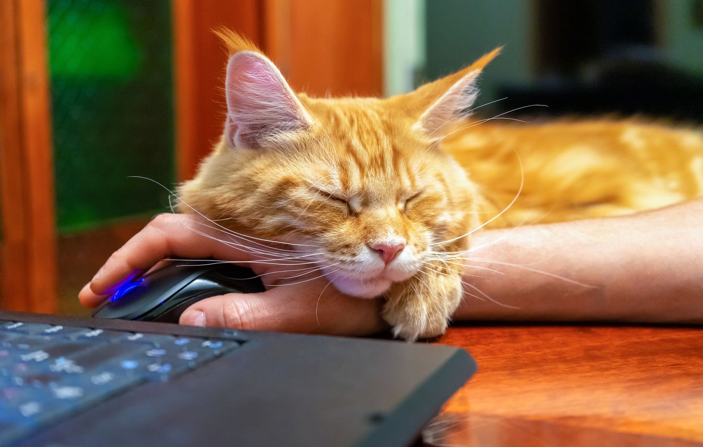 5 raisons pour lesquelles votre chat vous suit