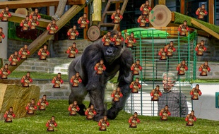 Tyson vs Gorilla, le combat qui n'a jamais eu lieu.