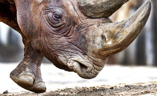 Le rhinocéros noir dans son enclos au zoo de Francfort en Allemagne. Photo prise le 3 février 2017. Photo d'illustration.