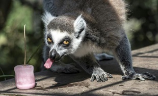 Un lémurien se rafraîchit avec un sorbet dans le zoo de Saint-Martin-la-Plaine, dans le sud-est de la France, le 2 juillet 2015