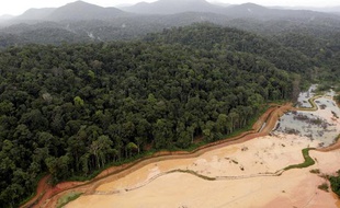 Le Parc Amazonien de Guyane, une des plus vastes zones terrestres protégées du monde.