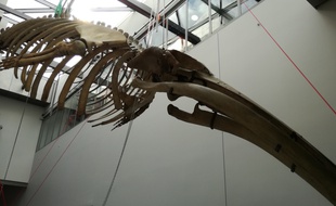 Un squelette de baleine, acquis par le muséum d'histoire naturelle de Lyon en 1878, va de nouveau être exposé dès le 30 mars entre Rhône et Saône.
