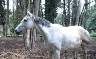 Kalsyka, l'une des juments de Neyron doit être vendue le 6 octobre, comme onze autres chevaux du club, placé en faillite cet été.