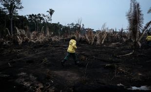Une zone de l'Amazonie victime de la déforestation.