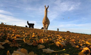Des lamas dans une prairie près d'Oberbeuren, dans le sud de l'Allemagne, le 22 octobre 2013