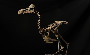 Le squelette d'un dodo va être mis en vente la semaine prochaine pour 500.000 euros environ