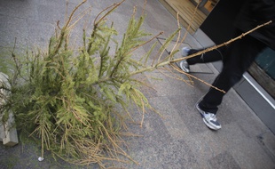 Le sapins de Noël se retrouvent sur la voirie après les fêtes. 3/01/2011 Toulouse