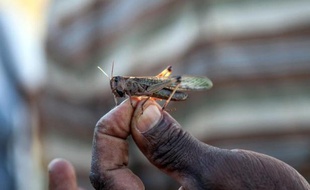 Un membre de la FAO tient dans ses doigts un criquet le 7 mai 2014 à Tsiroanomandidy à Madagascar