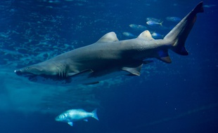 Un requin tigre.