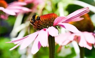 Les fleurs ont beaucoup inspiré le petit Matteo (illustration).