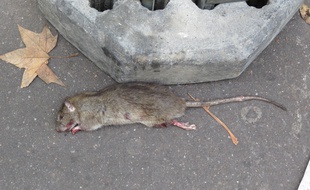 Un rat mort dans les rues de Paris