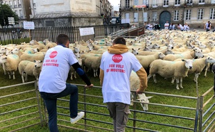 Des éleveurs de moutons en colère, le 17 juin 2020 à Nantes.