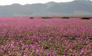 Une gigantesque étendue de fleurs colorées tapisse le 27 octobre 2015 le désert d'Atacama, au nord du Chili, un phénomène dû au redouté "El Niño"