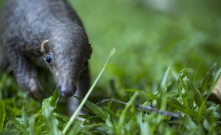 Un jeune pangolin.