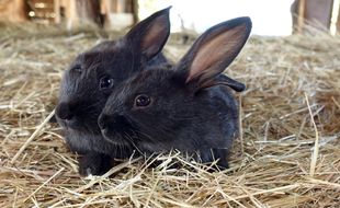 L'association L214 dénonce les conditions d'élevage des lapins en cage.