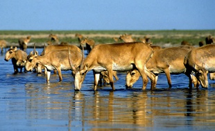 Des antilopes saïgas s'abreuvent au bord d'un lac au Kazakhstan.