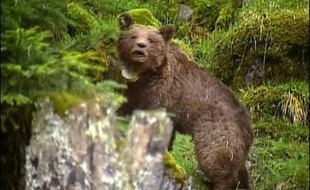 L'ourse slovène Franska, lâchée dans les Pyrénées en 2006 avec quatre autres plantigrades de même origine, a attaqué à plusieurs reprises les troupeaux, tuant près de 150 brebis, au grand dam des éleveurs, qui demandent sa capture et son retrait de la région.