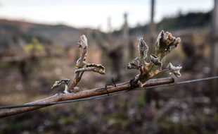 Des bourgeons de vigne gelés. Illustration.