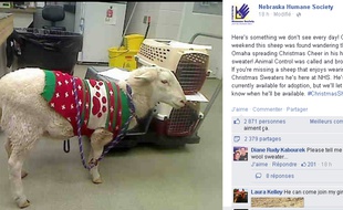 Capture d'écran du profil Facebook de la Nebraska Humane Society de Gage le mouton errant.