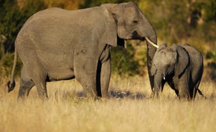 Un éléphant et un petit dans le parc national Kruger, en Afrique du Sud, le 22 juin 2010