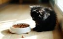 Pourquoi votre chat refuse soudain sa nourriture et ce que cela révèle sur sa santé (stress, maladie, habitudes)