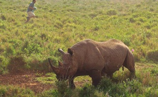Un rhinocéros noir qui a reçu un tranquilisant attend d'être examiné, le 20 mai 2015 à Laikipa au Kenya