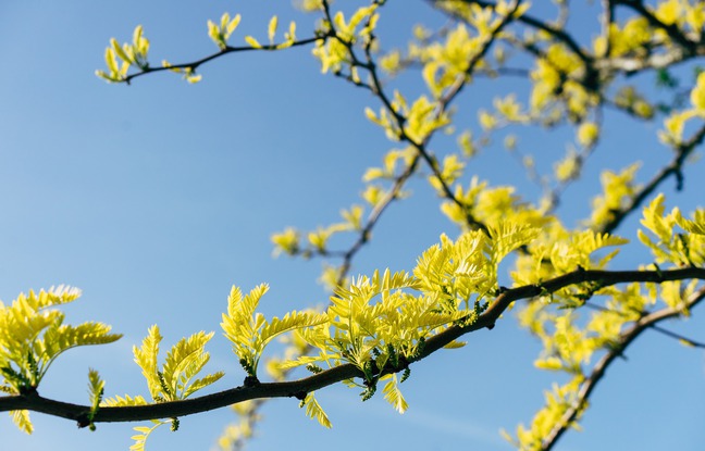 Nogent-sur-Marne : Des arbres offerts aux habitants par la ville pour favoriser la biodiversité