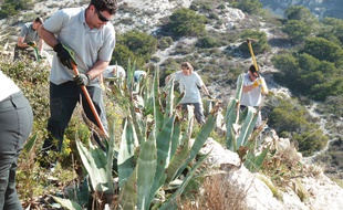 Des arrachages vont être organisés dans les calanques.