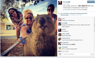 Un #quokkaselfie sur Instagram.