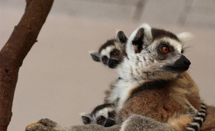 Une association mahoraise de protection des animaux a découvert en fin de semaine dernière les cadavres d'une cinquantaine de makis, ces petits lémuriens protégés, sur un îlot appartenant à une réserve naturelle, a-t-on appris mardi auprès de la préfecture de Mayotte.
