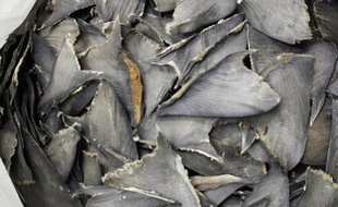 La découpe des ailerons de requins va être totalement interdite au sein de l'Union européenne, en vertu d'une décision des Etats membres mettant fin à une pratique qui perdurait en raison d'une dérogation juridique.