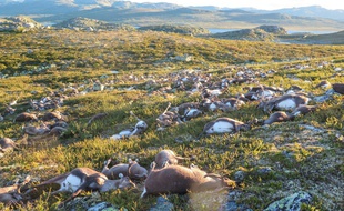 Plus de 300 rennes sauvages sont morts foudroyés dans le sud de la Norvège.