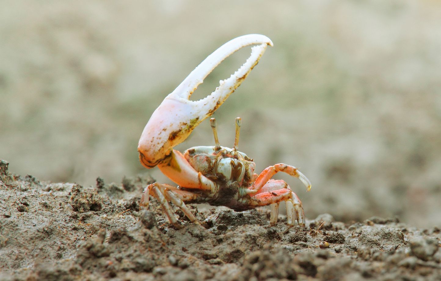 Saviezvous que les crabes sont les invertébrés les plus adaptables de la planète