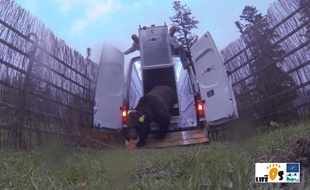 L'ours Goait, lors de son lâché dans les Pyrénées catalanes le 6 juin 2016