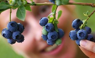 Les myrtilles sont riches en antioxydants favorables à la vision, au coeur et au fonctionnement du cerveau.