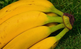 Des bananes n'ont jamais été injectées avec le VIH.